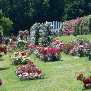 Rózsavirágzás Baden bei Wienben